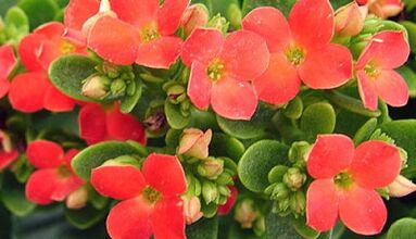 Kalanchoe para o tratamento da prostatite crónica