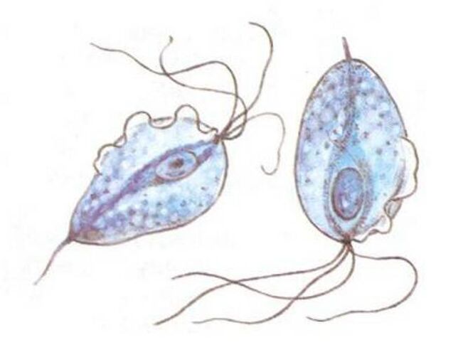 Trichomonas patóxeno da prostatite